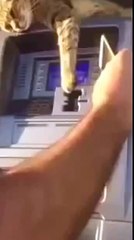 Кот охранник банкомата)