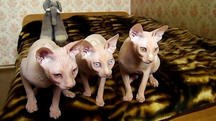 Котята сфинкса танцуют под музыку
