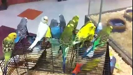 Budgies are boring