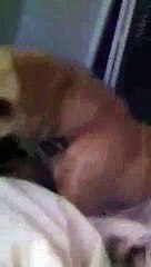 Lupe Fiasco (the dog) destroys another sock