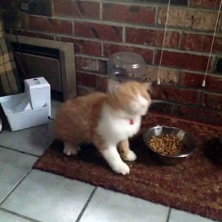 Awesome kitty dancing like a rock star