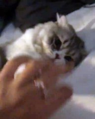 CAT REALLY LOVES TO PLAY !!