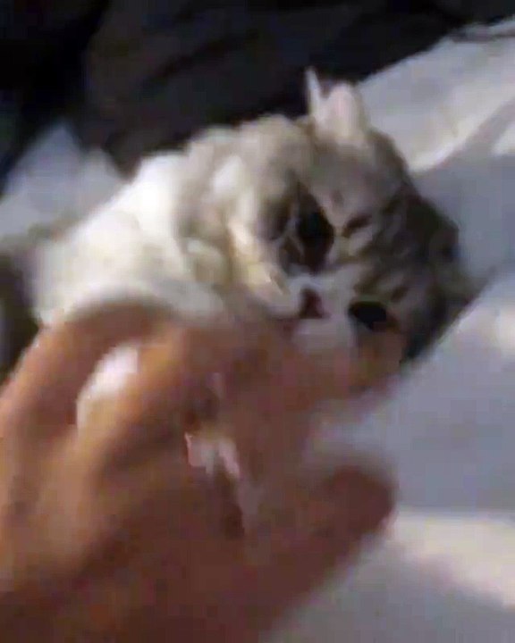 CAT REALLY LOVES TO PLAY !!