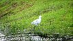 Snowy Egret Walks Edge of Lake by Gator Hilton Head Island