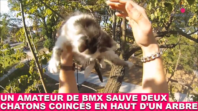 Un amateur de BMX sauve deux chatons coincés en haut d'un arbre ! Tout de suite dans la minute chat #194
