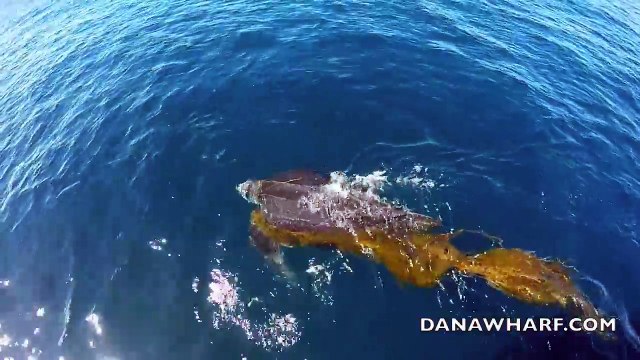 Il porte secours à une tortue luth piégée dans des algues