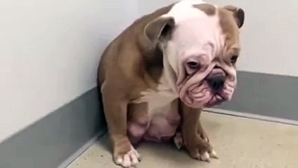 Cade in depressione dopo essere stata privata dei suoi cuccioli.