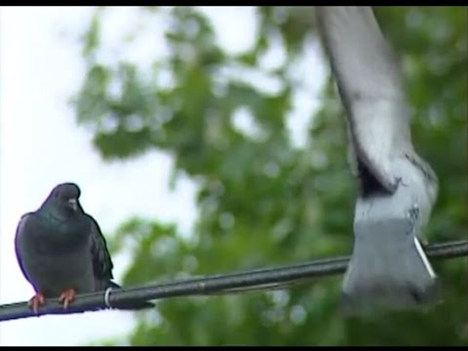 Mustafa Aslantürk - Çağırayım Mevlam Seni