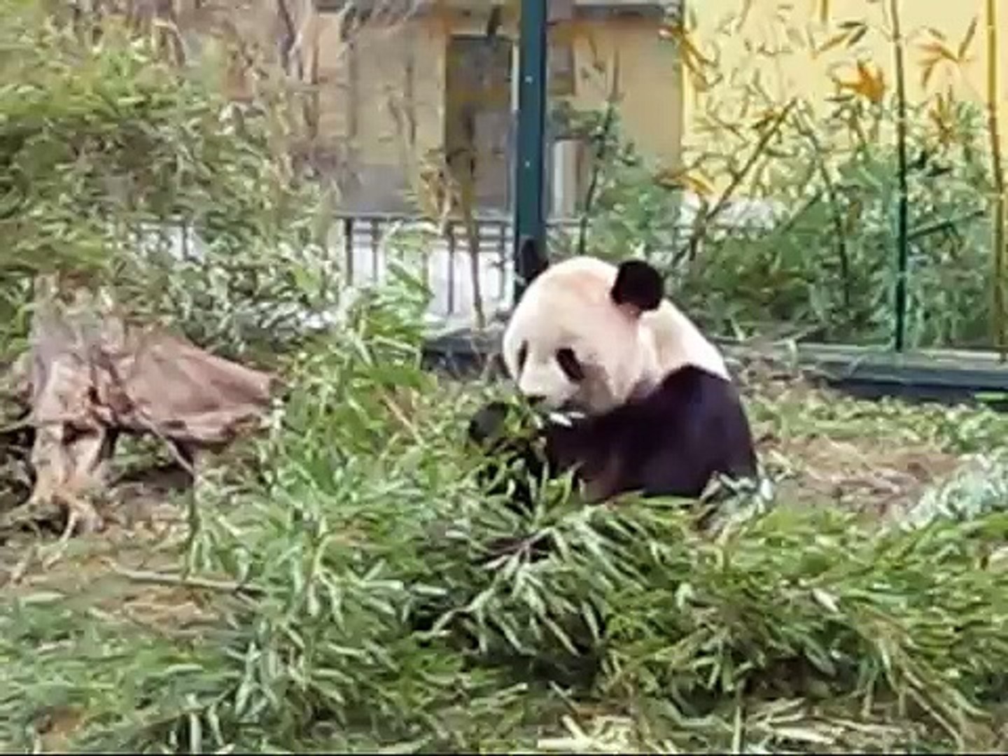 ⁣Long Hui & Yang Yang munching bamboo together, Zoo Vienna
