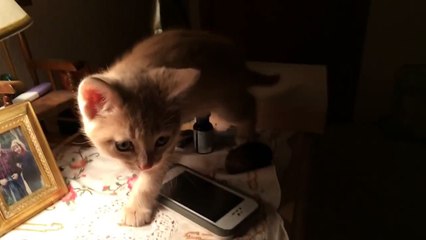 Brave Baby Kitten Has Accident On Nightstand - CatNips