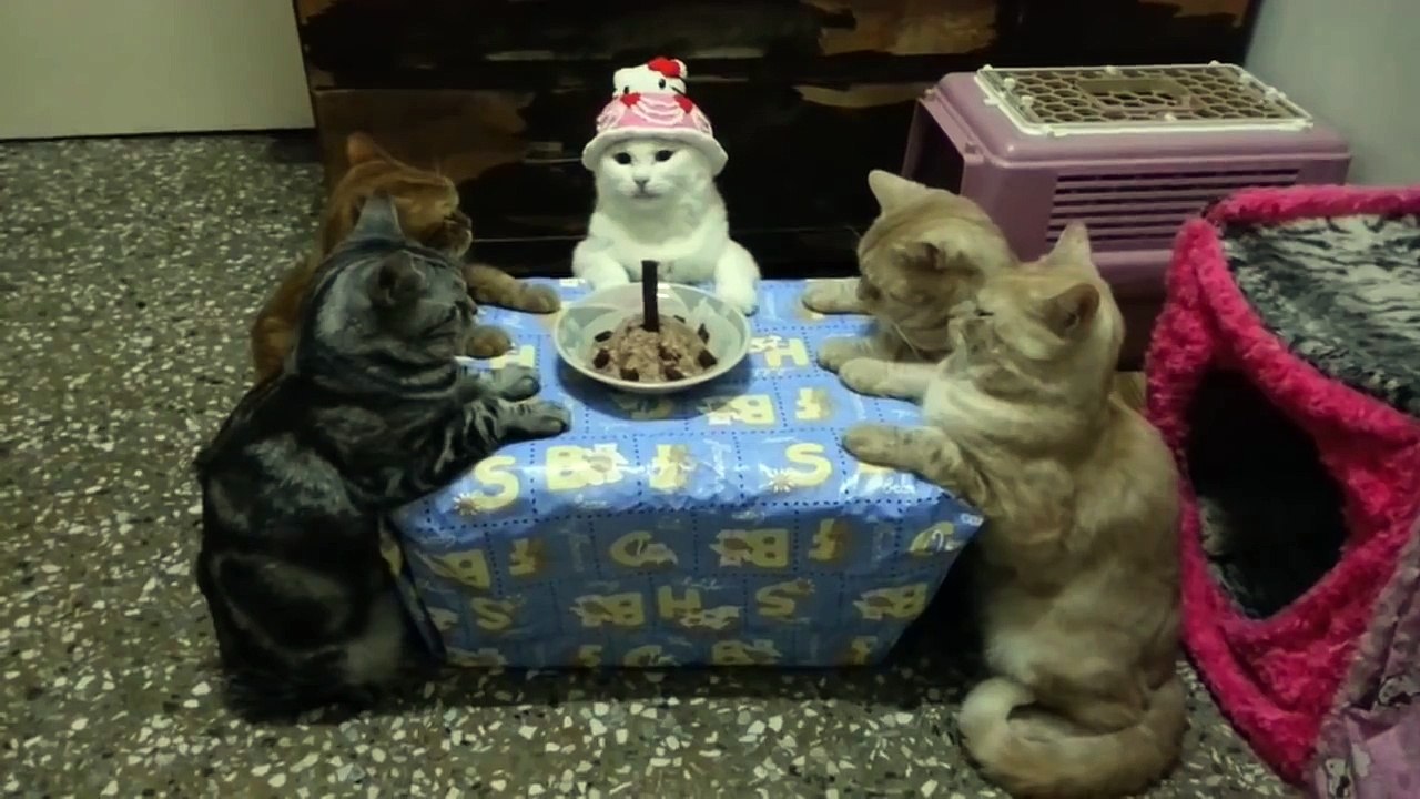 Cat Has Birthday Party With Kitty Friends - CatNips