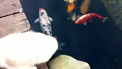 Cat Leans In Close To Kiss Fish At Koi Pond - CatNips