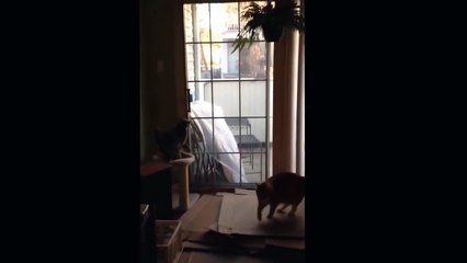 Cat Makes Insane Jump At Fern On Ceiling - CatNips