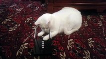 Cat Plays With Crazy Newton's Cradle Desk Toy - CatNips