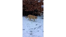 Cat Tries To Catch Snowball In Slow-Motion - CatNips