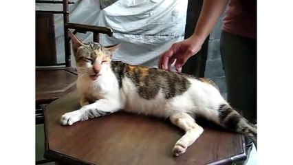 Cat Uncontrollably Licks Lips When Back Is Scratched - CatNips