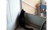 Crazy Kitty Climbs All Over Screen Door - CatNips