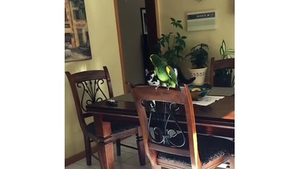 Funny Cat Swipes At House Parrot In Slow-Motion - CatNips