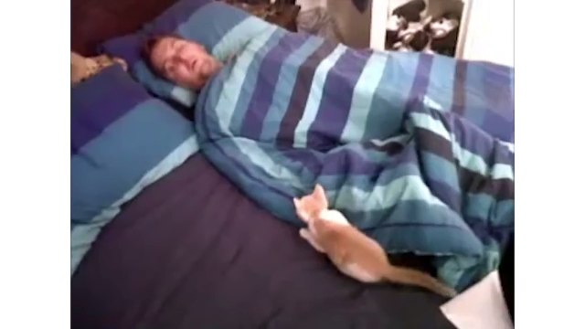 Funny Cat Tries To Stop Owner's Snoring - CatNips