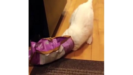Funny Cat With Bag Stuck On Head Runs Into Wall - CatNips