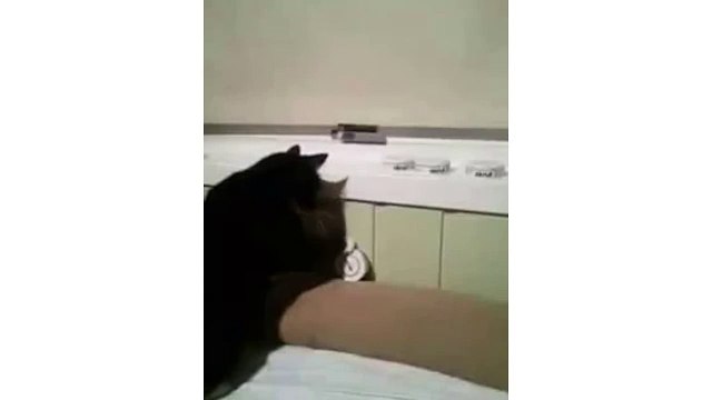 Grumpy Cat Knocks Owner's Things Off Window - CatNips