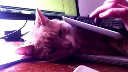 Sleepy Cat Lays Under Owner's Computer Keyboard - CatNips