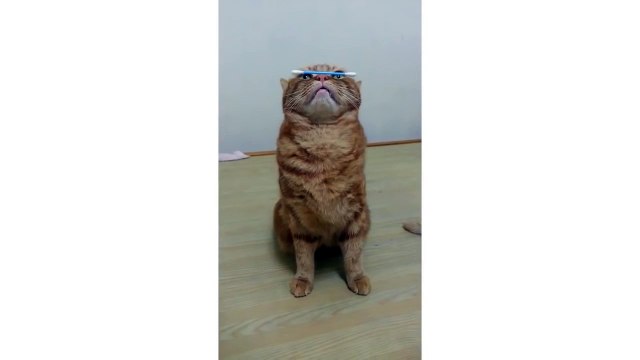 Talented Kitty Balances Q-Tip On Tip Of Nose - CatNips