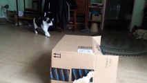 Two Silly Cats Wrestle Over Cardboard Box - CatNips