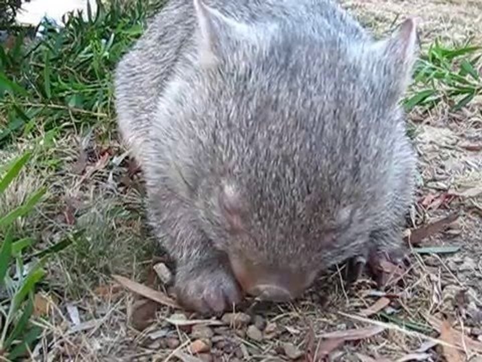 Cute Wombat Has Sneezing Attack - video Dailymotion