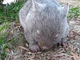 Cute Wombat Has Sneezing Attack