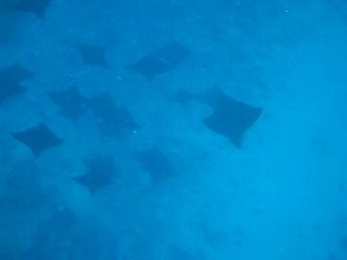Tahiti - les raies léopards à la pointe des pêcheurs