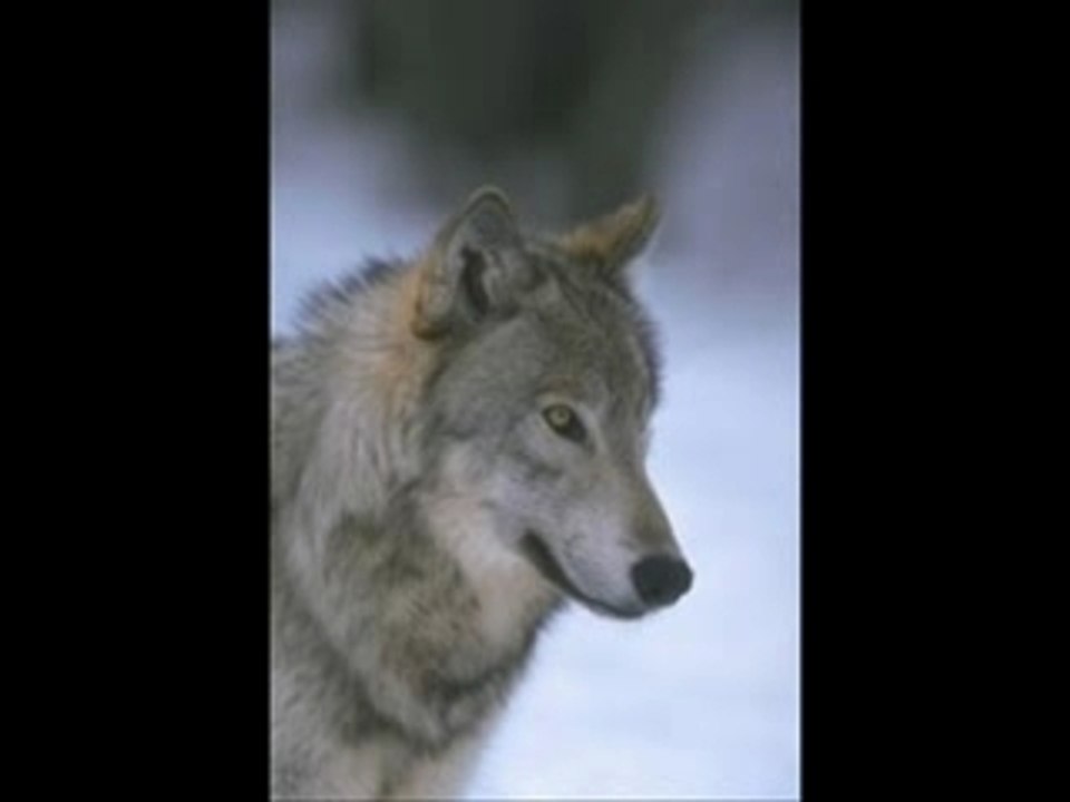 hurlement de loup
