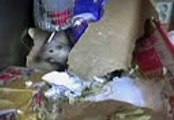 Gerbils and a hamster (not in the same cage!!!!)