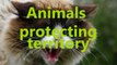Brave animals protecting their territory - Animal compilation