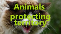 Brave animals protecting their territory - Animal compilation
