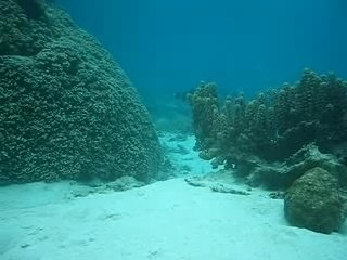 Tahiti - les requins