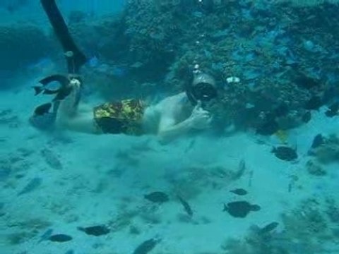 Tahiti - une plongée à PK 18