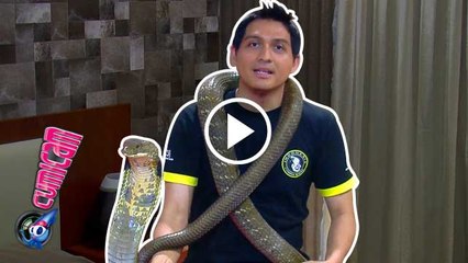 Lucky Hakim Tidur Ditemani Ular King Kobra - Cumicam 19 April 2016