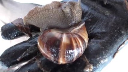 Salyangoz Avcıları" İş Başında