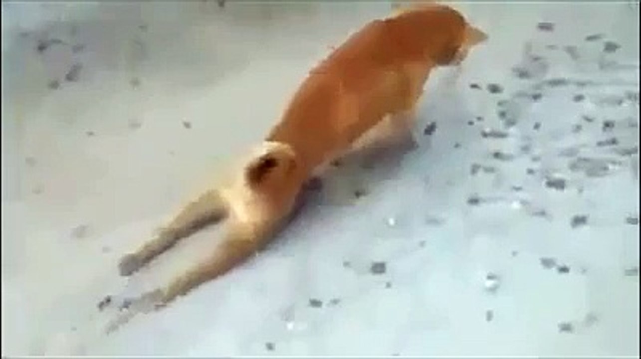 Funny Videos 2015 - Funny Video clips 03- Wiglieys