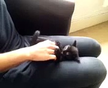 Cute Little Kitten Being Tickled