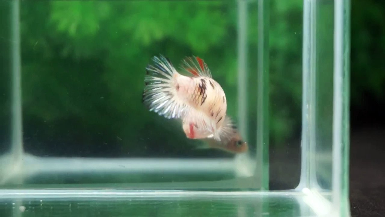 ショーベタ 鯉ベタ/コイベタ メス　betta fish koi betta female　431