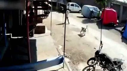 Monkey kicks man in the back and send him to ground