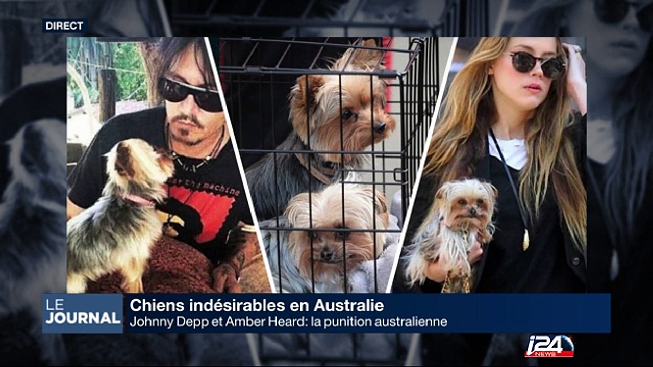 Johnny Depp et Amber Heard: humiliation numérique pour une histoire de chiens