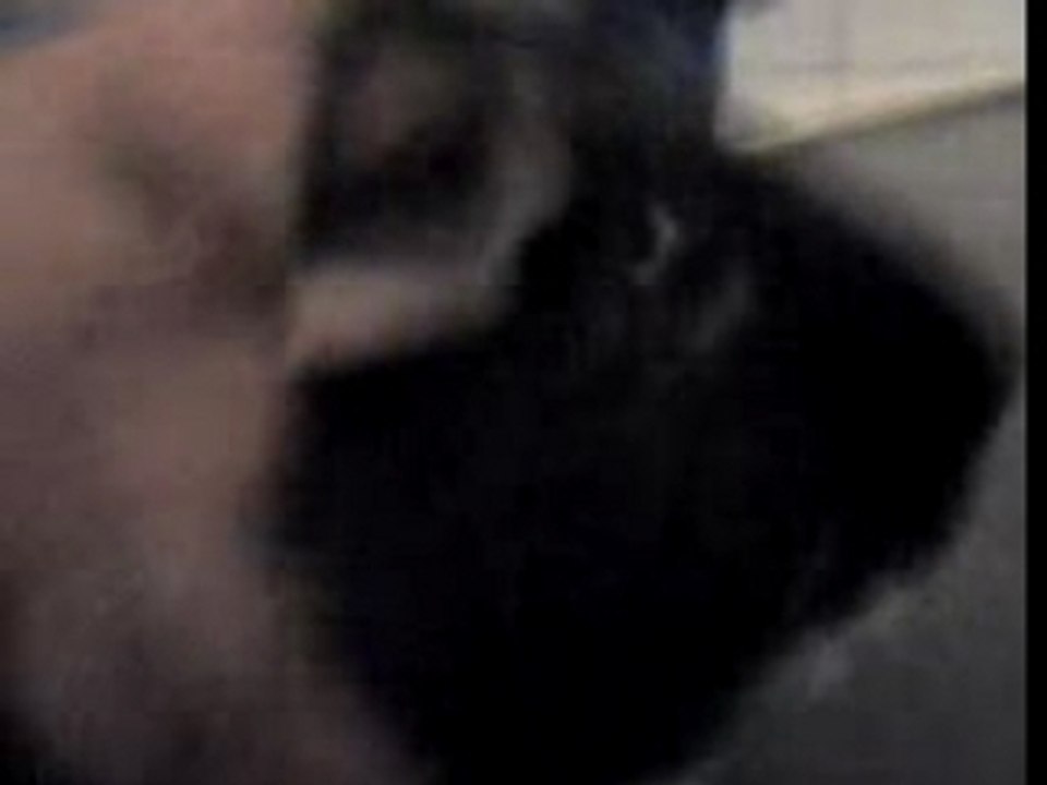 Manu le cochon d'inde qui couine