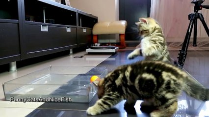 Funny Cats _ Kittens playing Water polo