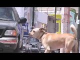 27 de Julio, día internacional de perro callejero, Guaymas está plagadado de ellos.