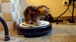 Kittens Cleans The Kitchen on a Roomba _ Funny Cats