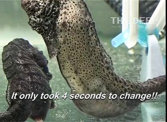 Un hippocampe donne naissance à des centaines de bébés à la fois