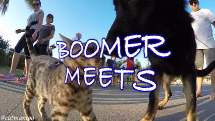 Ce chat rencontre 50 chiens lors d'un meeting !
